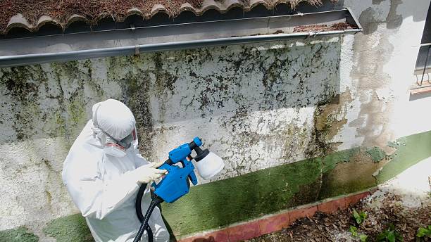 Top rated local Commercial Mold Remediation specialists in Ruskin, FL